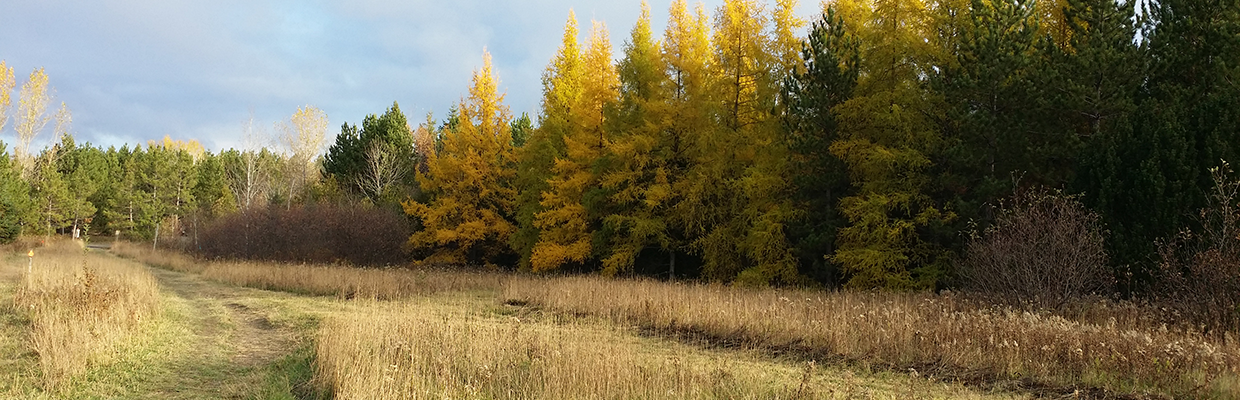 Image of Northern Ontario outdoors