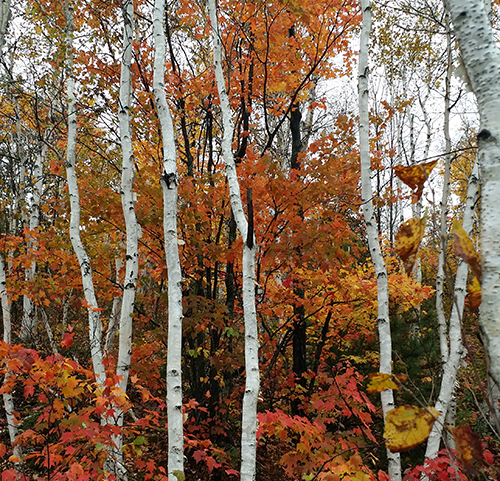 Image of Northern Ontario outdoors