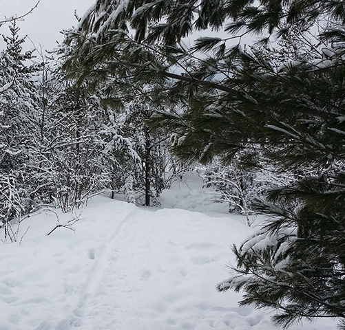 Image of Northern Ontario outdoors